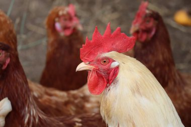 Beyaz horoz, tavuklarına çok dikkat eder.