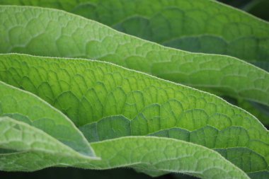 Birkaç Comfrey yaprağının yaprağı