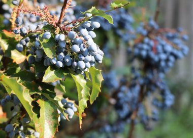 Oregon üzümünün meyveleri.