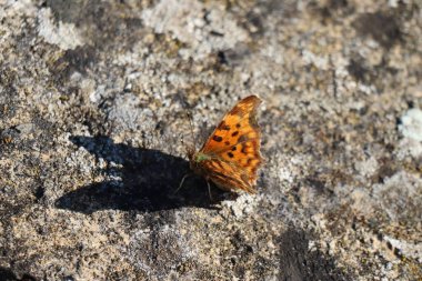 C-Butterfly kendi Gölgesi tarafından korkutuldu.
