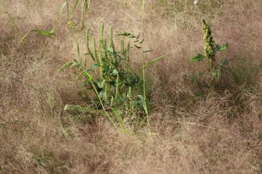 Palmer-araranth, Bulut-bentgrass 'a batıyor gibi görünüyor.