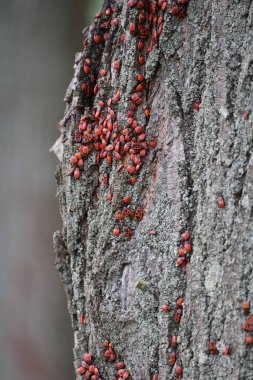 Çoğunlukla bir ağaçtaki Kundakçı alt türleri