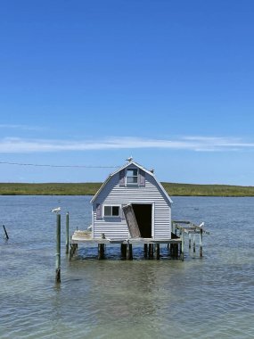 Suyun üzerindeki sazlıklarda terk edilmiş eski bir balıkçı kulübesine beyaz, siyah, gri ve çeşitli tüyleri olan barışçıl bir martı sürüsü başkanlık ediyor.. 