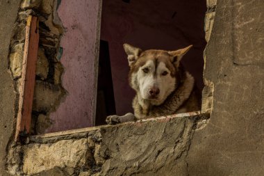 Mısır 'da, Kahire' de yıkılan bir evin camındaki köpek.