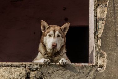 Mısır 'da, Kahire' de yıkılan bir evin camındaki köpek.