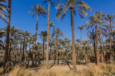 Dahshur, Mısır 'daki Palm Grove