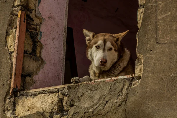 Dog in a window of a crumbling house in Cairo, Egypt