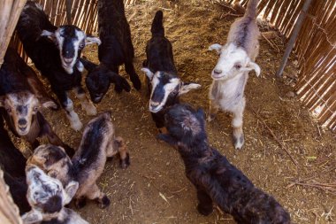 Goats in a nomad camp in Zagros mountains, Iran