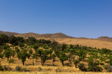 Orchard in Zagros mountains, Iran