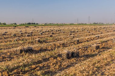 İran 'da bir tarlada sandık sandık sarımsak
