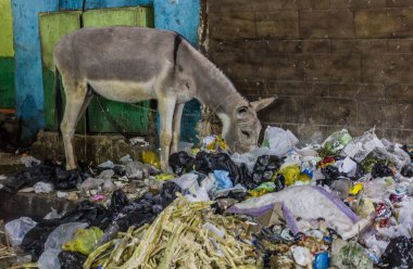 Donkey eating rubbish in Aswan, Egypt