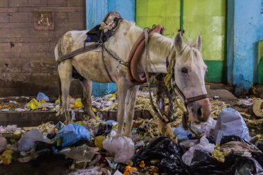 Horse eating rubbish in Aswan, Egypt