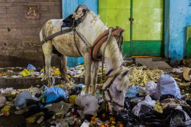 Horse eating rubbish in Aswan, Egypt