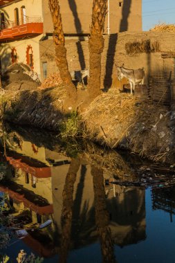 Irrigation canal, palms and donkeys near Luxor, Egypt