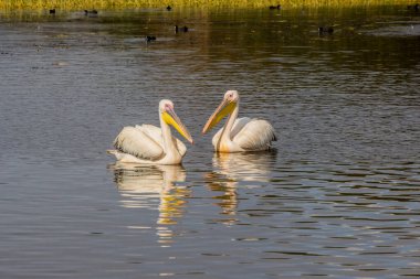 Awassa Gölü, Etiyopya 'da büyük beyaz pelikanlar (Pelecanus onocrotalus)