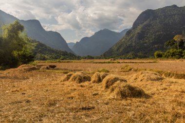 Laos 'taki Muang Ngoi Neua köyünün yanındaki pirinç tarlası..