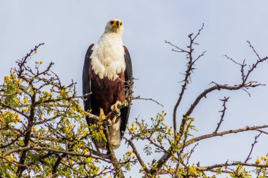 Afrika balık kartalı (Haliaeetus vocifer) Etiyopya 'daki Awassa gölünün üzerindeki bir ağaçta.