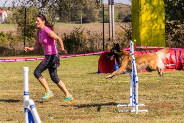 LYSA NAD LABEM, CZECH REPUBLIC - 26 Eylül 2021: Çek Cumhuriyeti Lysa nad Labem 'de çeviklik yarışması sırasında bir hurdlee üzerinden atlayan köpek ve bir idareci