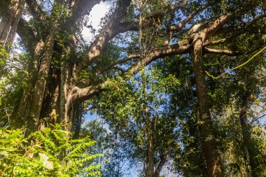 Nam Ha Ulusal Koruma Alanındaki ağaçlar, Laos