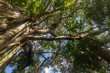 Nam Ha Ulusal Koruma Alanındaki ağaçlar, Laos