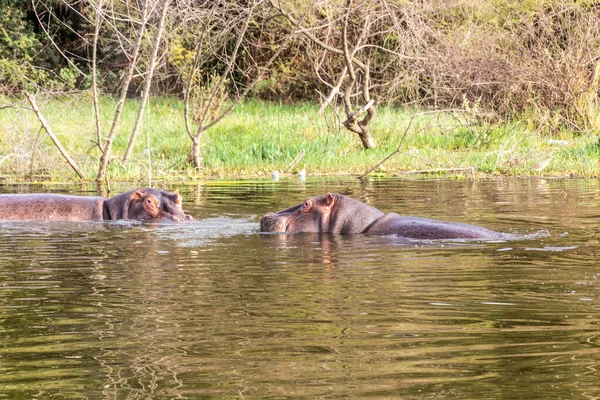 Hippopotamus Hippopotamus Amfibie Zwemmen Awassa Meer Ethiopië — Stockfoto