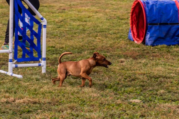 Hundkörning Agilitetstävlingen — Stockfoto
