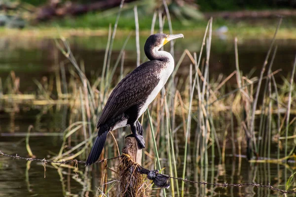 埃塞俄比亚Awassa湖的Great Cormorant Phalacrocorax Carbo — 图库照片