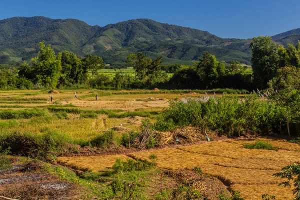 Сельский Пейзаж Вблизи Муанг Синга — стоковое фото