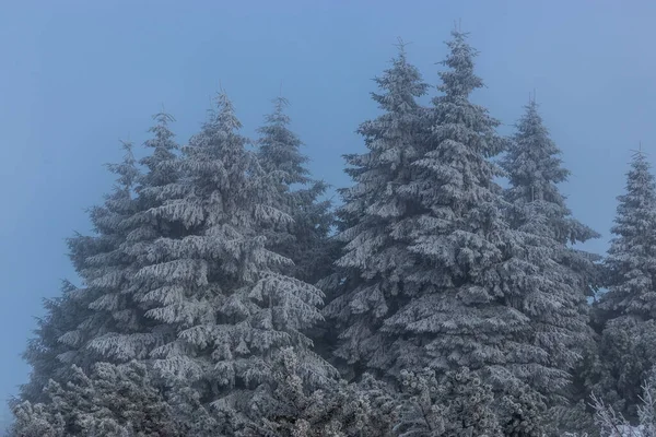 Stock image Snow covered spruce trees in Orlicke hory mountains, Czech Republic