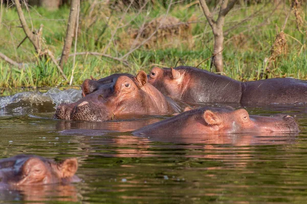 Uitzicht Hippopotamus Hippopotamus Amfibie Zwemmen Awassa Meer Ethiopië — Stockfoto