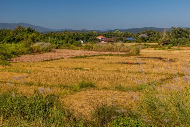 Muang Sing yakınlarındaki pirinç tarlaları, Laos