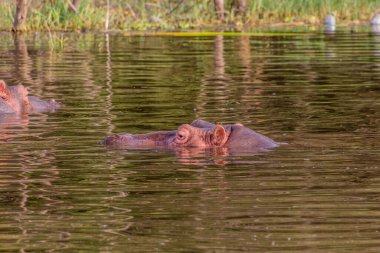 Suaygırı (Hippopotamus amfibi) Etiyopya 'nın Awassa gölünde yüzer.