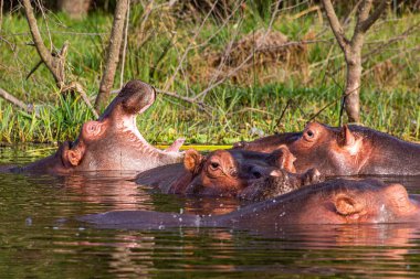 Awassa Gölü, Etiyopya 'da yüzen Hippopotamus (Hippopotamus amfibi) manzarası