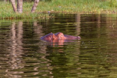 Awassa Gölü, Etiyopya 'da su aygırı (Hippopotamus amfibi)