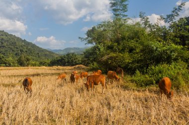 Laos 'taki Muang Ngoi Neua köyünün yakınındaki pirinç tarlasında inekler..