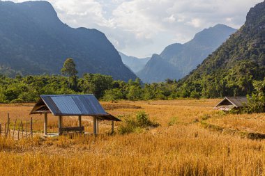 Laos 'taki Muang Ngoi Neua köyünün yanındaki pirinç tarlası..