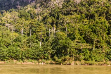 Muang Ngoi Neua köyü yakınlarındaki Nam Ou nehrinin orman kıyıları, Laos.
