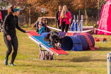 LYSA NAD LABEM, CZECH REPUBLIC - 26 Eylül 2021: Çek Cumhuriyeti Lysa nad Labem 'de çeviklik yarışması sırasında köpek ve bir idareci testere üzerinden koşuyorlar