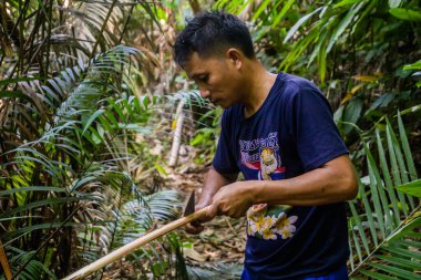 LUANG NAMTHA, LAOS - 18 Kasım 2019: Luang Namtha kasabası yakınlarındaki bir ormanda rattan kesen yerel rehber