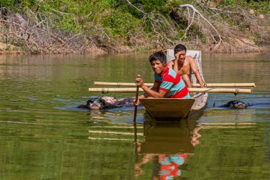 NAM OU, LAOS - 24, 2019: Luang Prabang vilayetinde Nam Ou nehrinde bir su bufalosu taşıyan tekne