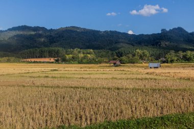 Luang Namtha kasabası yakınlarındaki pirinç tarlaları, Laos