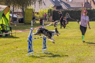LYSA NAD LABEM, CZECH REPUBLIC - 26 Eylül 2021: Çek Cumhuriyeti Lysa nad Labem 'de çeviklik yarışması sırasında bir hurdlee üzerinden atlayan köpek ve bir idareci