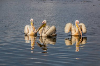 Awassa Gölü, Etiyopya 'da büyük beyaz pelikanlar (Pelecanus onocrotalus)