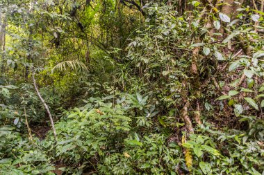 Laos 'un Luang Namtha kasabası yakınlarındaki bir orman manzarası.