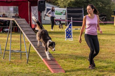 LYSA NAD LABEM, CZECH REUBLIC - 26 Eylül 2021: Çek Cumhuriyeti Lysa nad Labem 'de çeviklik yarışması sırasında köpek ve bir idareci engeli aşıyor