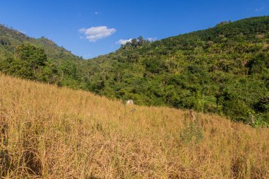 Nam Ha Ulusal Koruma Alanındaki pirinç tarlası, Laos