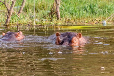 Awassa Gölü, Etiyopya 'da su aygırı (Hippopotamus amfibi)