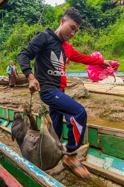 Nam Laos Noviembre 2019 Niño Con Pequeño Cerdo Está Abordando —  Fotos de Stock
