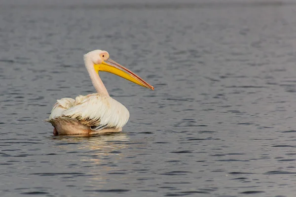 Grande Pelicano Branco Pelecanus Onocrotalus Lago Awassa Etiópia — Fotografia de Stock