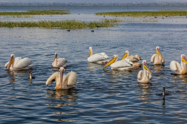 Большие Белые Пеликаны Pelecanus Onocrotalus Озере Авасса Эфиопия — стоковое фото
